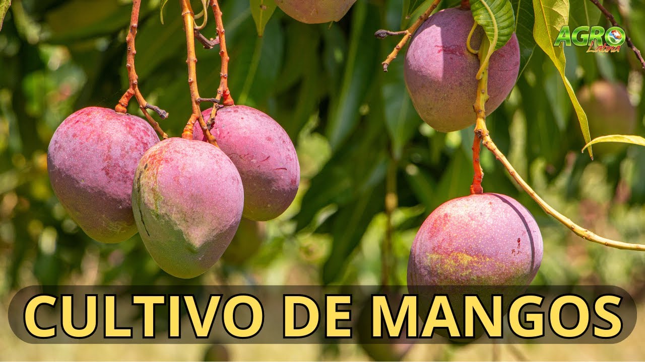 CULTIVO DE MANGO: Tommy, Atkins, Vallenato, Kent y Kitt.