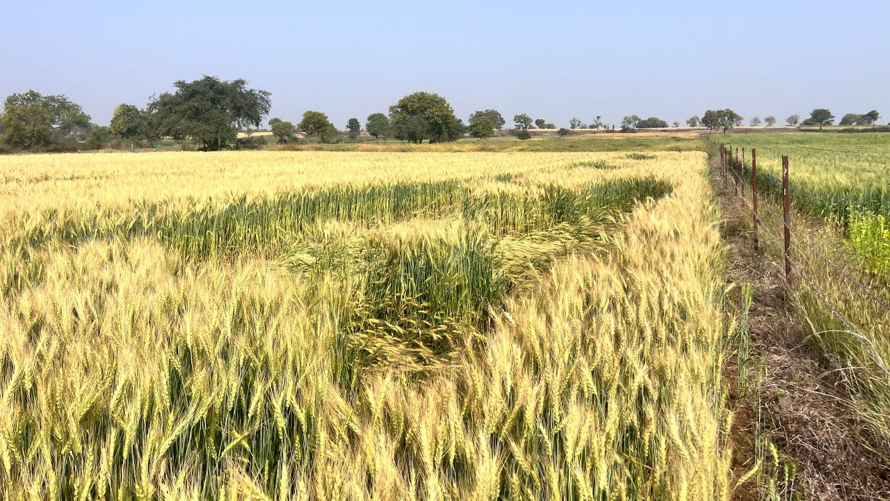 श्री राम 303 गेहू 90 दिन  कंप्लेंट 