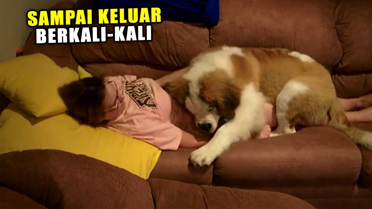 Tak Tahan Jomblo Dan Kesepian,, BULE Cantik "Begituan" Dengan Anjing Peliharaan!!