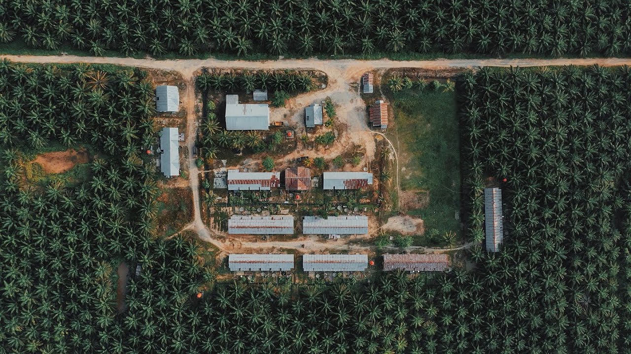 Palm Oil’s Vice Grip on Natives || West Kalimantan (Borneo), Indonesia