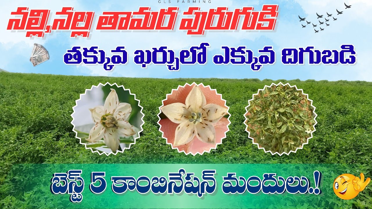 నల్లి,నల్ల తామర పురుగుకి తక్కువ ఖర్చులో ఎక్కువ దిగుబడి  బెస్ట్ 5 కాంబినేషన్ మందులు.!#chilli#farming