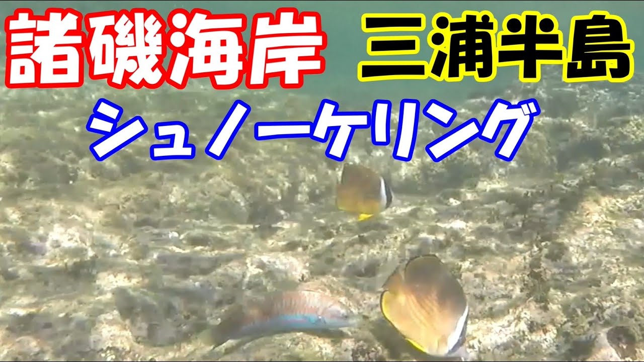 【シュノーケリング】三浦半島・諸磯「透明度抜群」「景色最高」