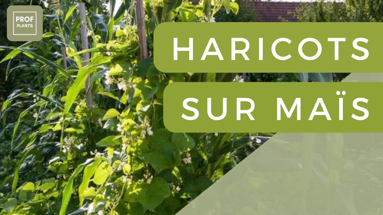 COMMENT FAIRE POUSSER DES HARICOTS SUR DU MA&Iuml;S