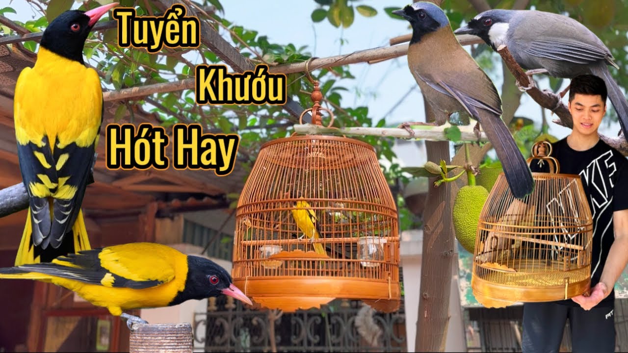 Nuôi chim VÀNG ANH ĐẦU ĐEN & Tiếp tục tuyển chọn chim KHƯỚU THUẦN HÓT Cực Đỉnh || Đạt Bird TV