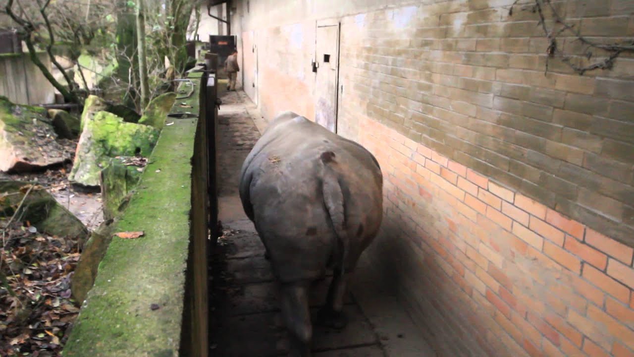 Nosorožec Pamir ZOO Dvůr Králové