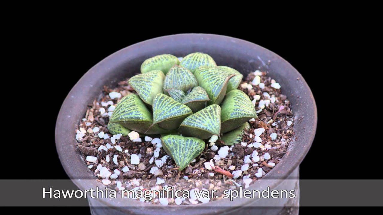 Milan's Haworthia Collection