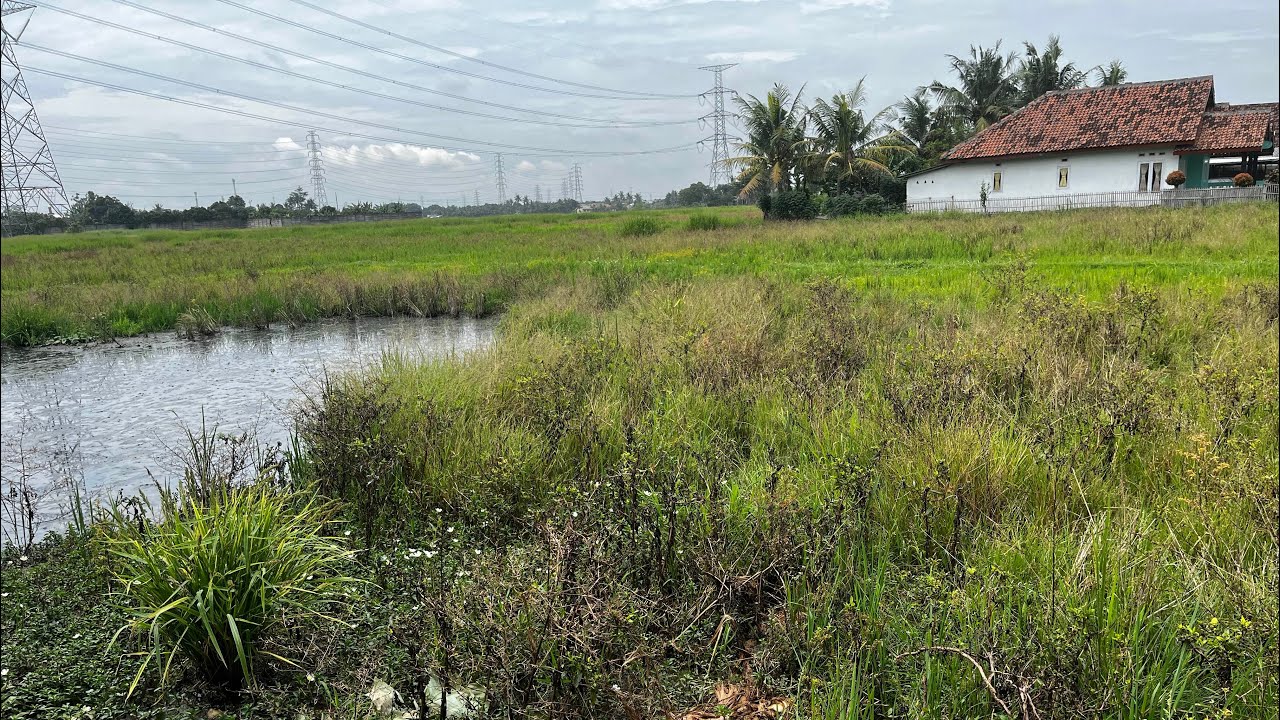 Sawah dan alamnya