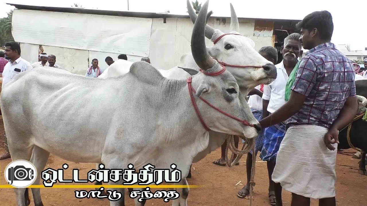 Oddanchatram  mattu santhai | dindigul | ஒட்டன்சத்திரம் மாட்டு சந்தை