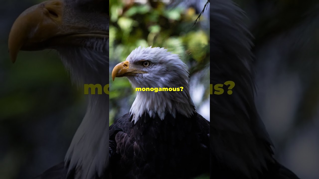 Eagle Eye Wonders: Jaw Dropping Facts!