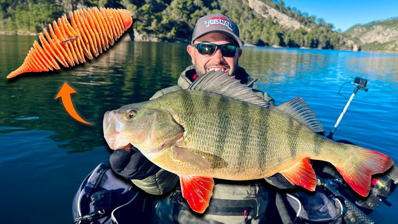 La ESENCIA de este VINILO las HACE PICAR🔥 | PERCH FISHING