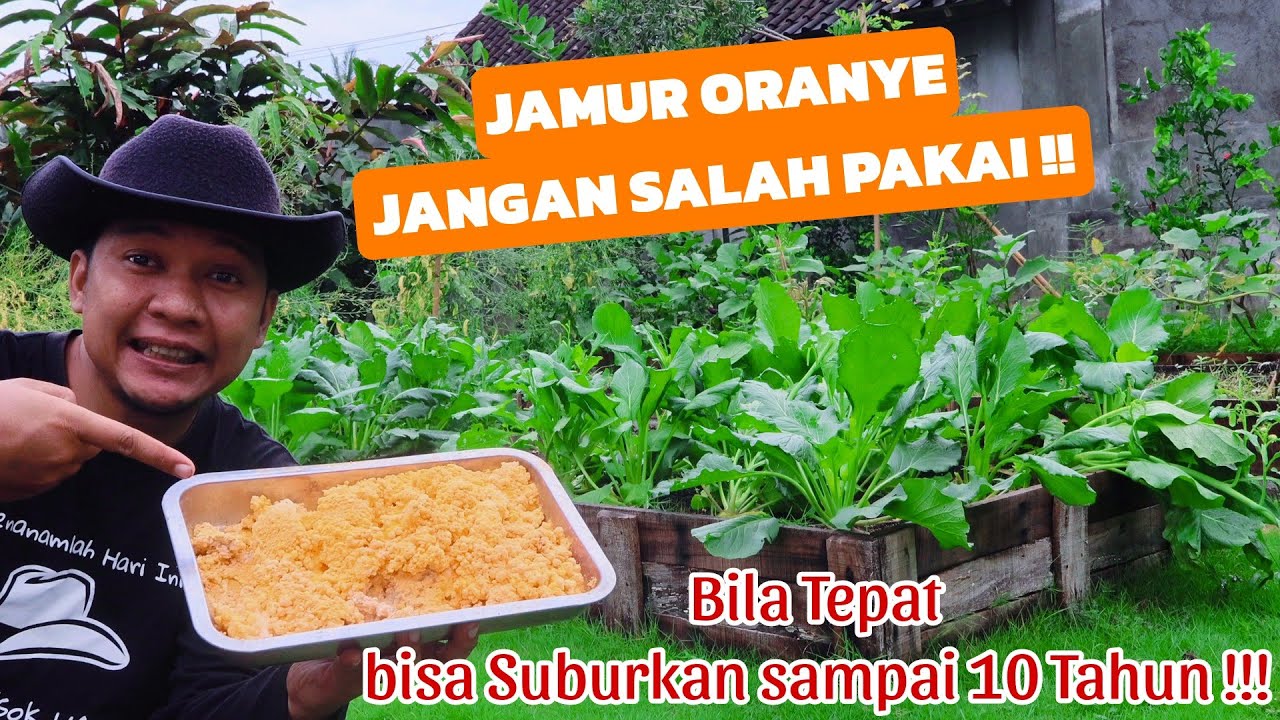 Pupuk Kimia MINDER Melihat Dahsyatnya jamur Oranye Menyuburkan Tanaman!! pakai cara ini ya👆
