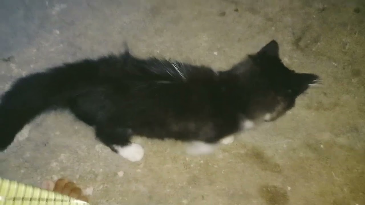 Twin Cats (MeiMew & MiuMio)