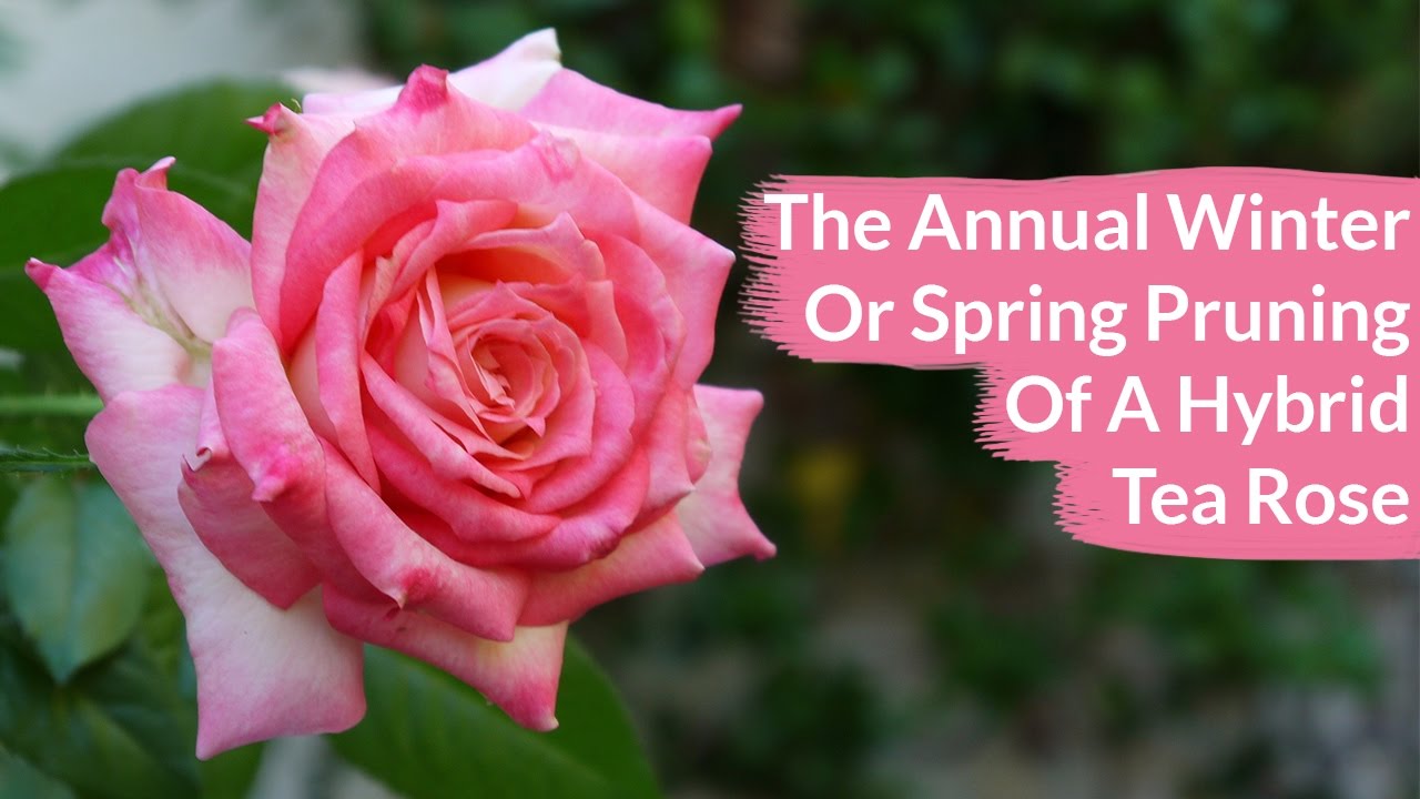 The Annual Winter Or Spring Pruning Of A Hybrid Tea Rose / Joy Us Garden