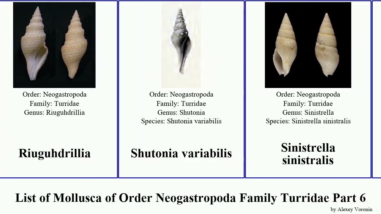 List of Mollusca of Order Neogastropoda Family Turridae Part 6 raphitoma turris taranis turridrupa