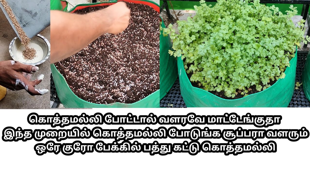 இந்த முறையில் கொத்தமல்லி வளர்த்து பாருங்க அறுவடை அமோகமாக இருக்கும் #மாடிதோட்டம் #maadithottam