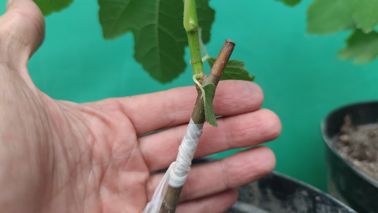Grafting a fig tree via grafting pruner // Прививка Инжир прививочным секатором