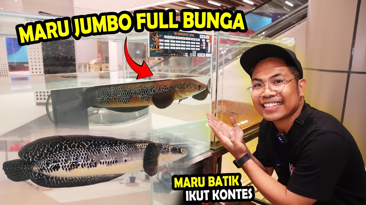 PERANG MARU BATIK? MARU JUMBO FULL BUNGA DI KONTES SAB#7 SEMARANG