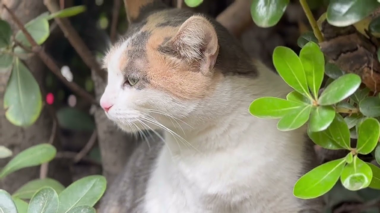 Meet My Calico #cat #calico #calicocat #cats #catlovers #catvideo #catmemes #cutecat #cutecats 