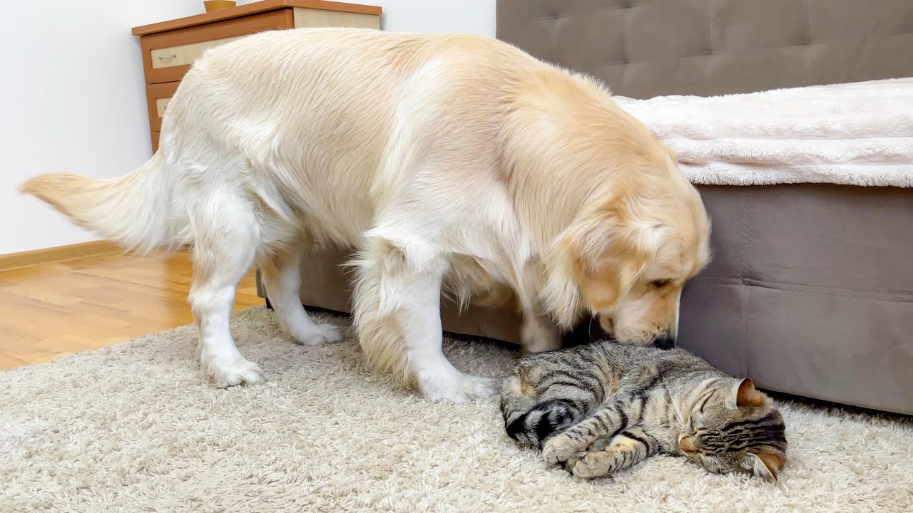 What Does Golden Retriever do When He Finds His Sleeping Kitten [Try Not to Laugh]