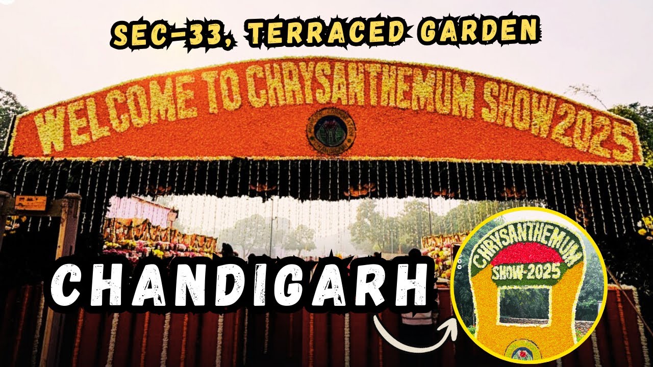 Chandigarh Flower Show 2025 🌸| 8th Chrysanthemum Show at Terraced Garden