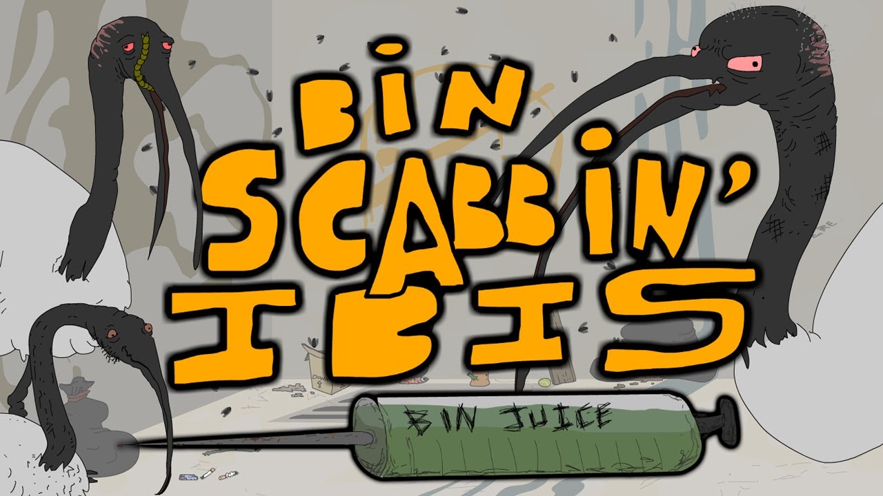 Bin scabbin' Ibis: Part 1