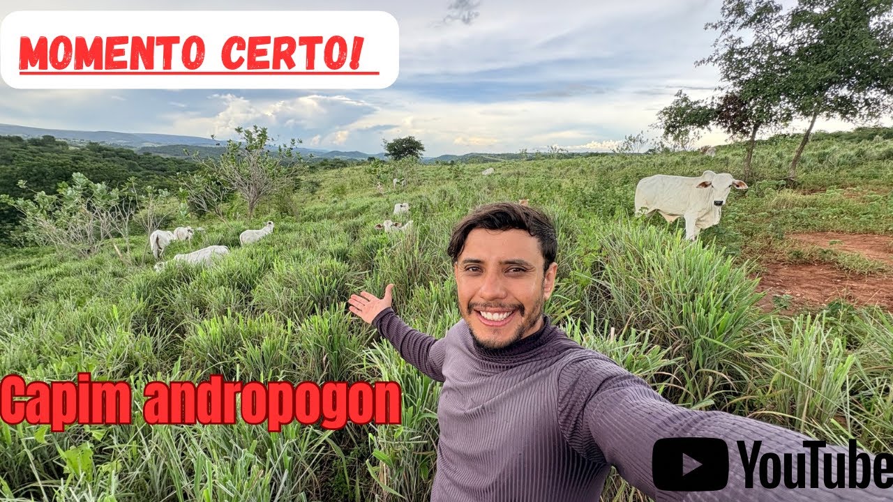 Qual momento certo de colocar o gado e retirar o gado do capim ANDROPOGON! 