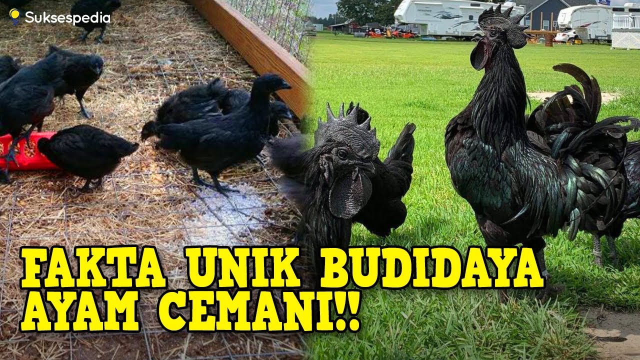 BUDIDAYA AYAM CEMANI ASLI - APA AJA SIH FAKTA UNIKNYA?!