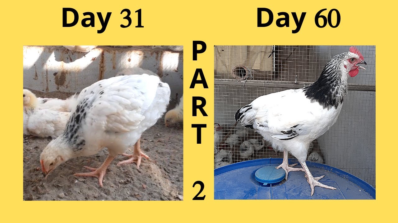 Light Sussex Heritage Chicks Growth  [part 2] || Day 31 to 60