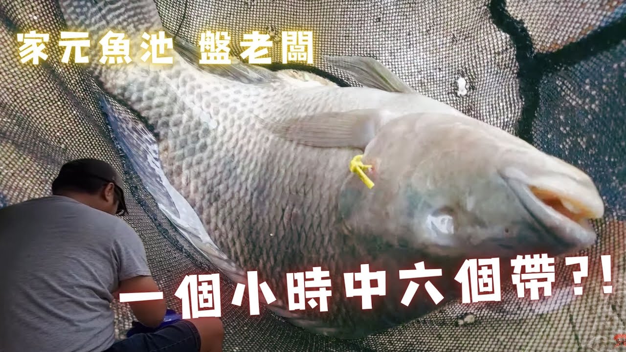 魚戰釣具-10月7日家元魚池 盤老闆