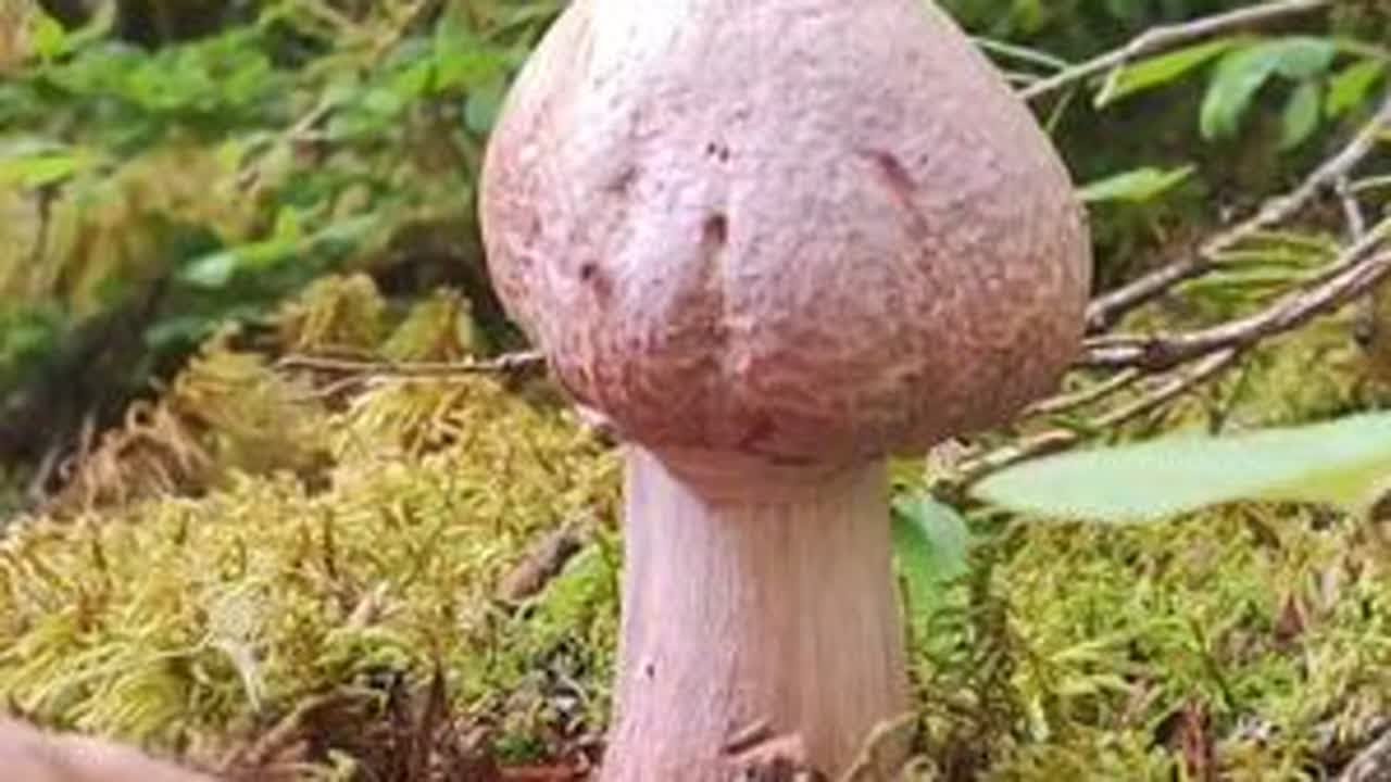 哎呀，今年天气太干了，啥子菌子都少得很，喜欢捡野生菌的朋友们，今年恐怕找不到以前爆框的感觉了。#大山里的原生态