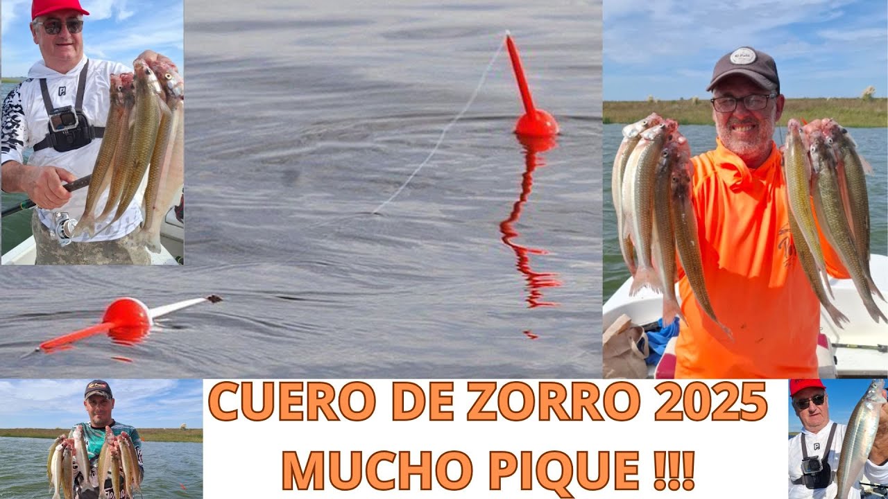 CUERO DE ZORRO 2025 GRAN ARRANQUE CON EL GUIA DANIEL GASOL TEL: 236 4364281 / 3462 693262.