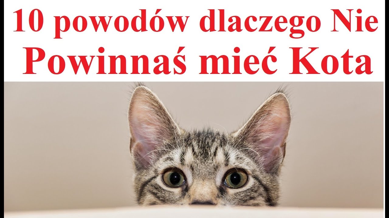 10 Powodów dlaczego Nie powinnaś mieć Kota