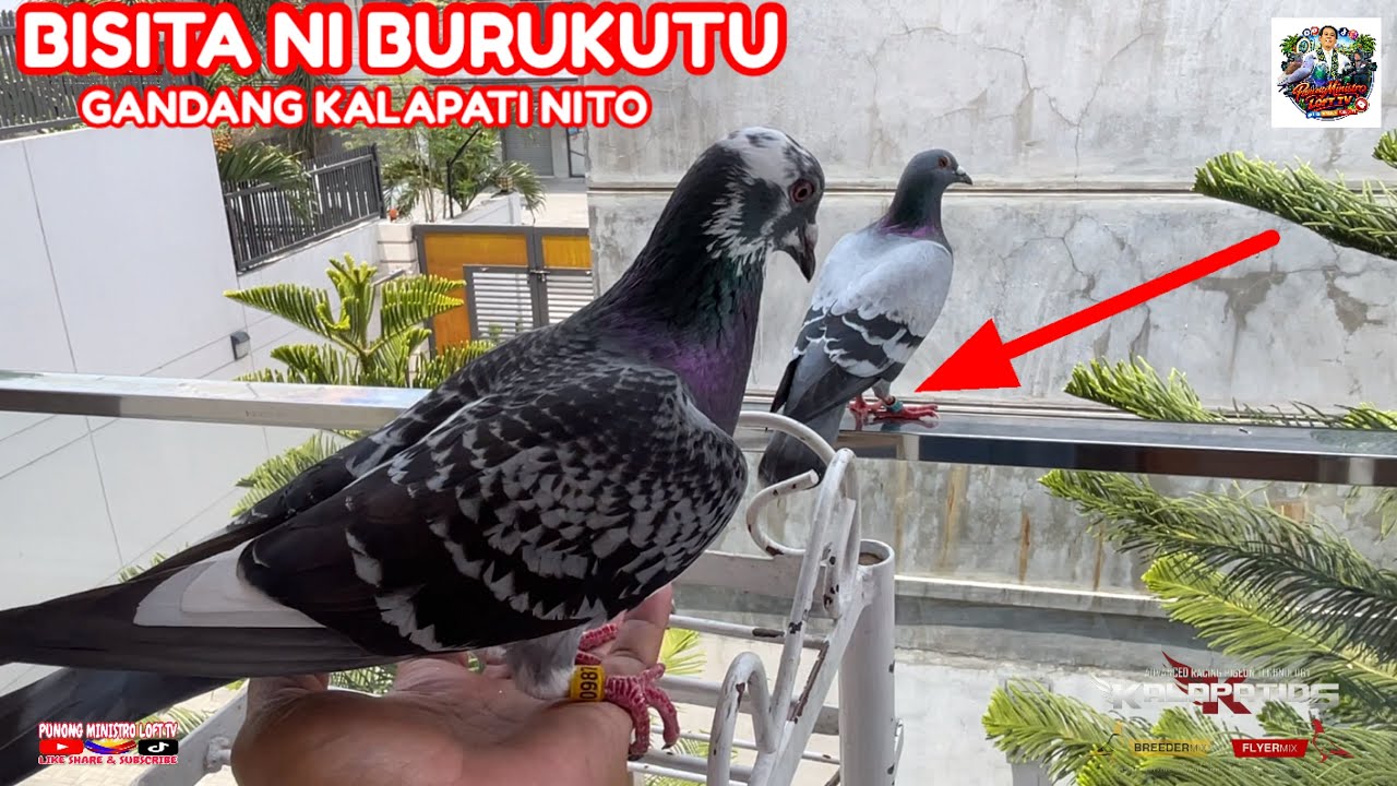 EP1284 BURUKUTU BINISITA NG NAPAKA GANDANG KALAPATI