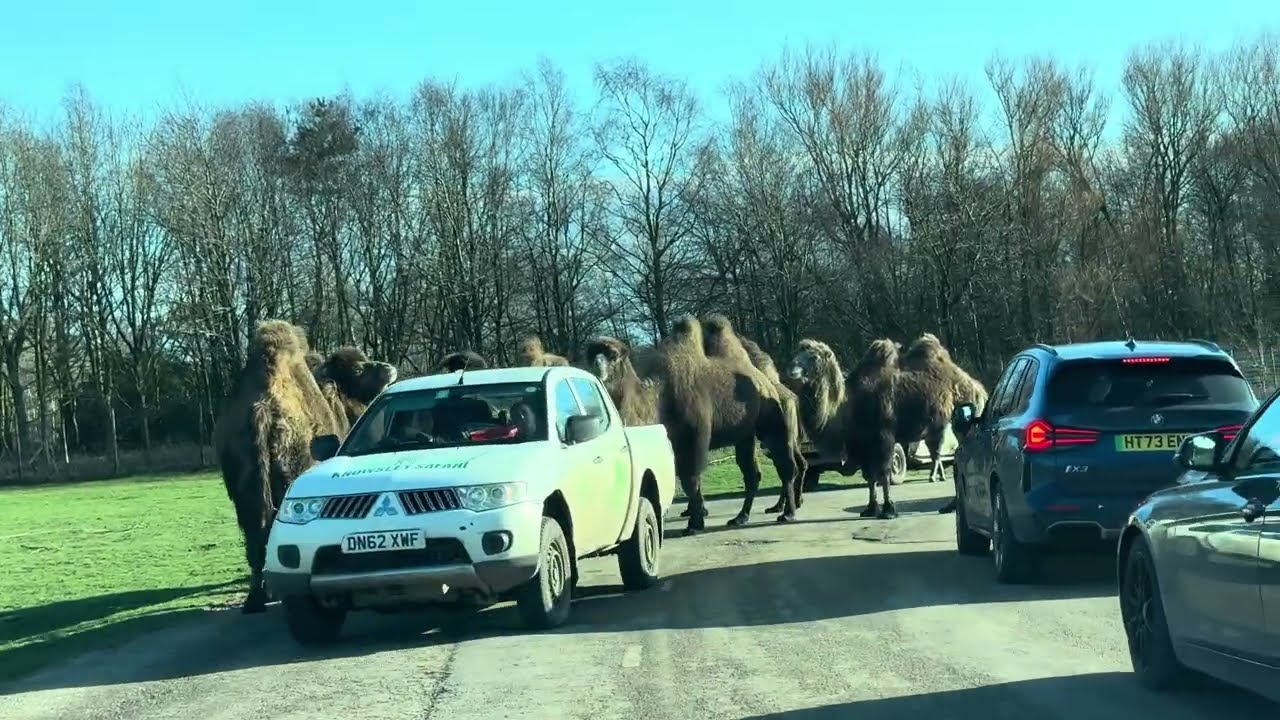 Knowsley Safari Park drive around