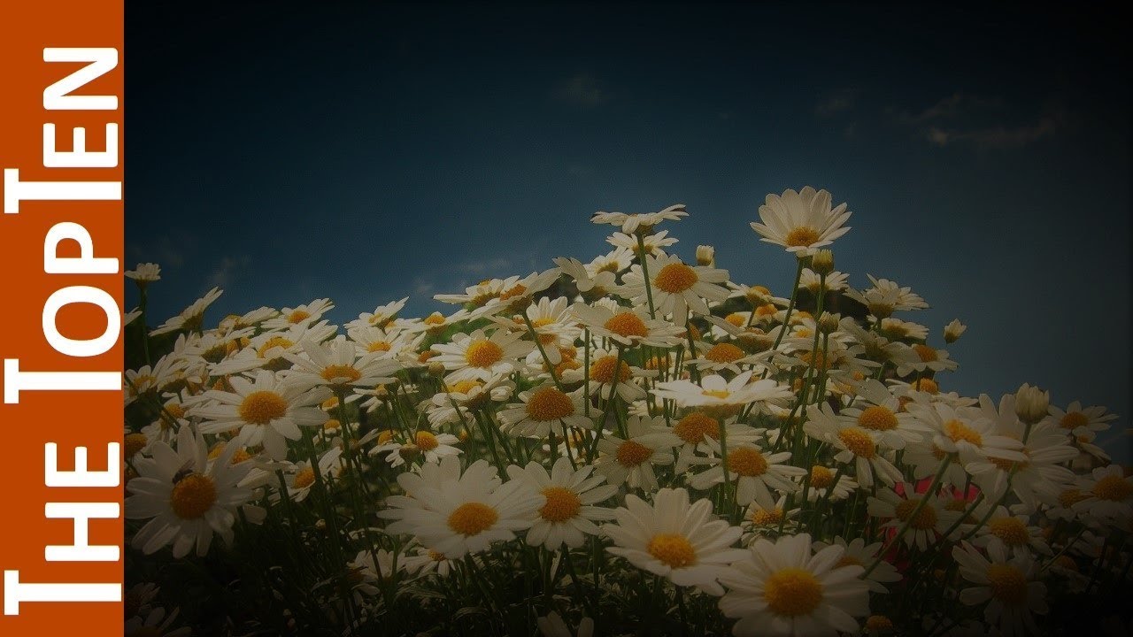 The Top Ten Most Beautiful Daisy Flowers