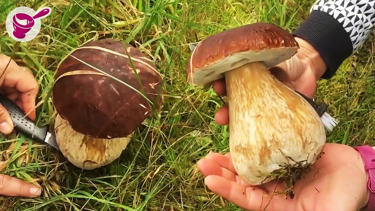 Собираем грибы в Дании 🍄🍄🍄 | Yainang