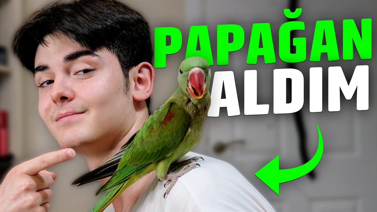 Yeni Papağanım - Alexander Papağanı ALDIM!!!