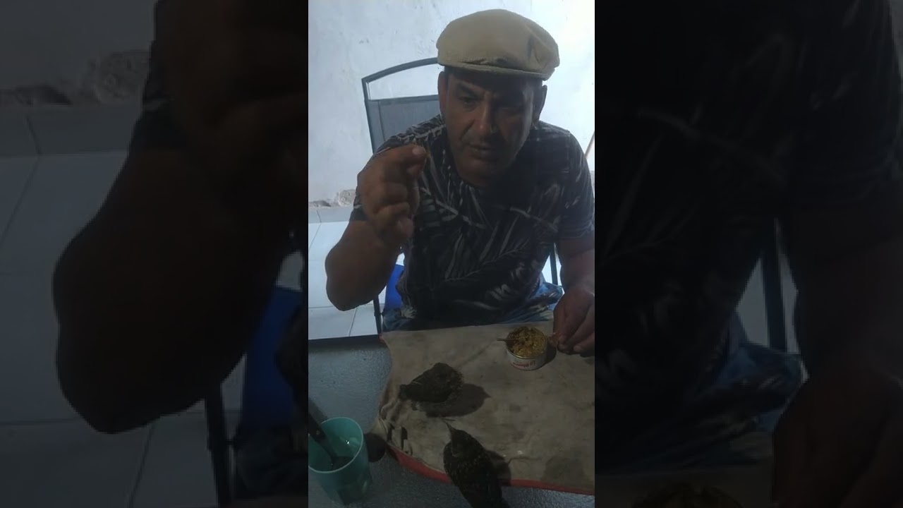 Cómo criar pichón de Zorzal