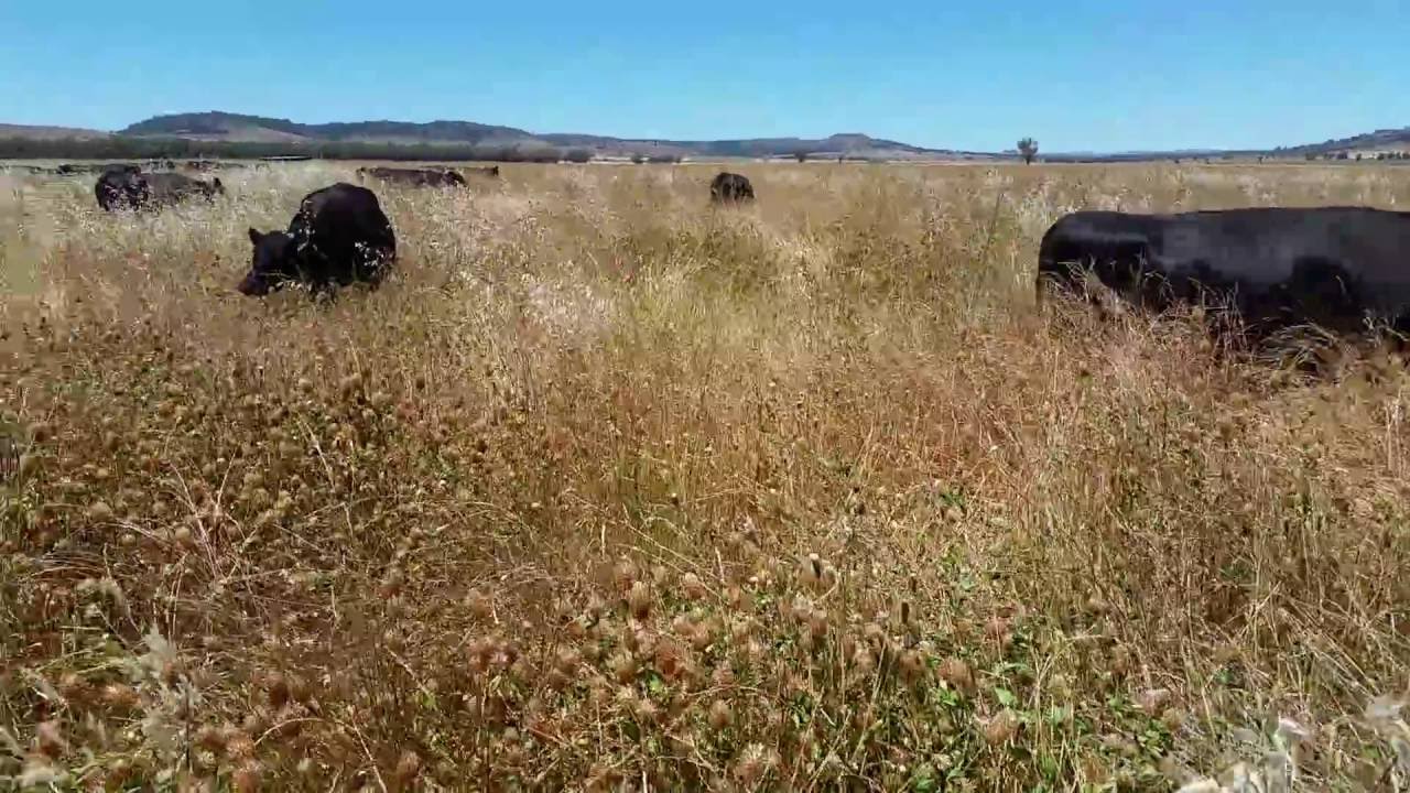 Grass fed beef cows grazing diverse pasture