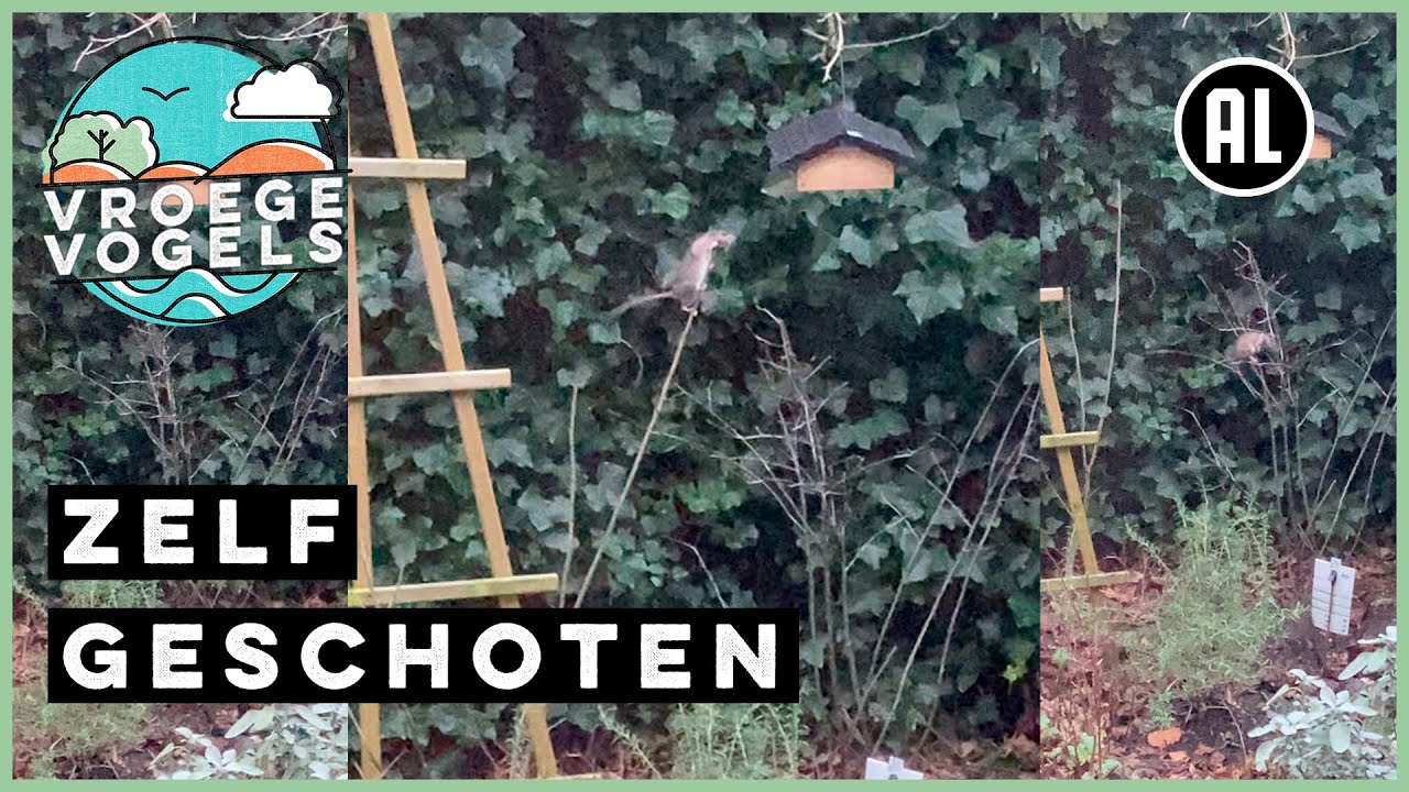Dappere rat met heel veel honger | Zelf Geschoten | Vroege Vogels