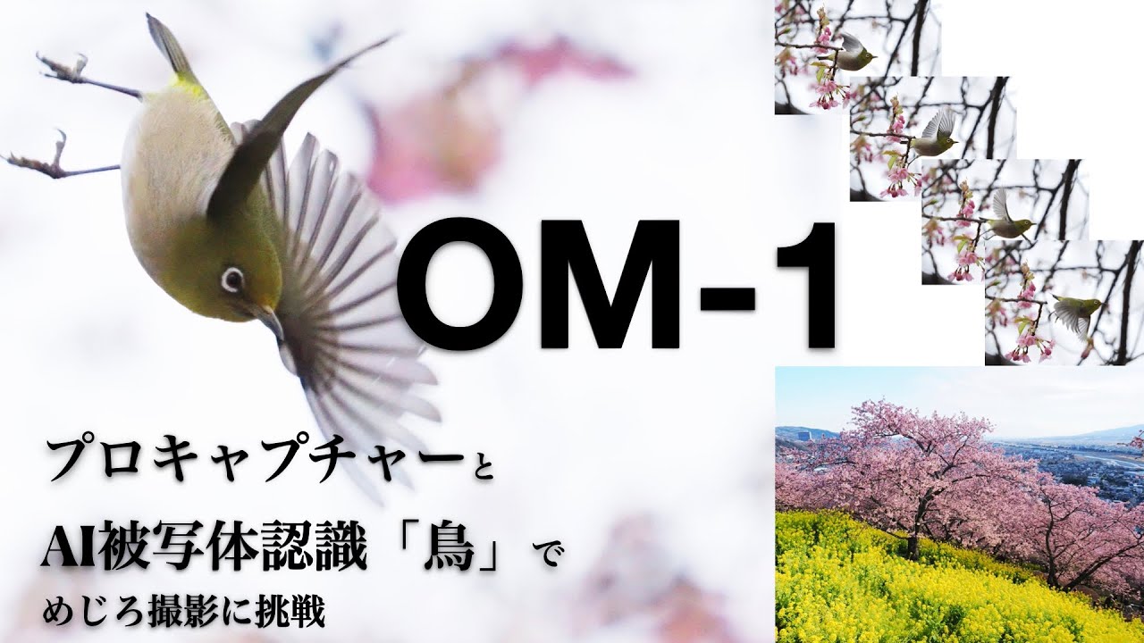 OM-1 プロキャプチャーとAI被写体認識「鳥」でめじろ撮影に挑戦