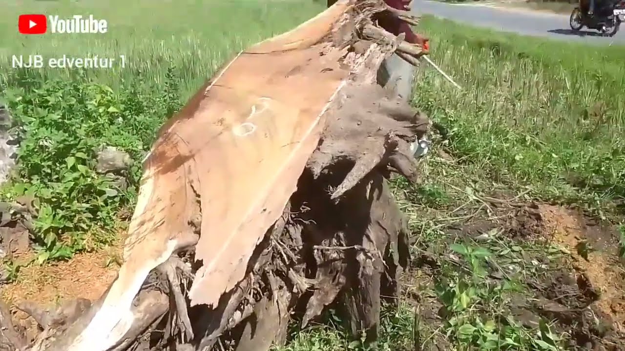 cara proses pembuatan meja konsol,akar kayu jati(teak rot)
