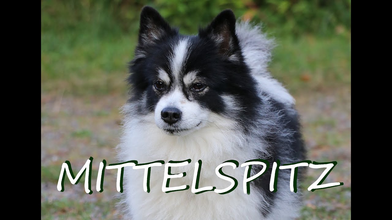Mittelspitz