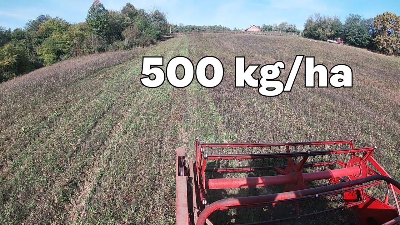 Užas i katastrofa-prinos soje 500 kg/ha!!! Vr&scaron;aj soje u strani-sedmi dan-2022