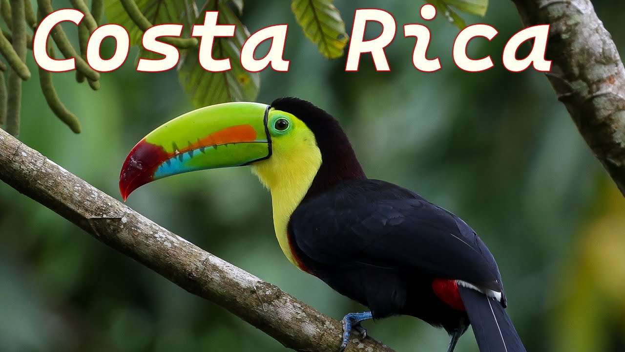 Birding Costa Rica: Arenal, Tortuguero, PN  Braulio Carrillo