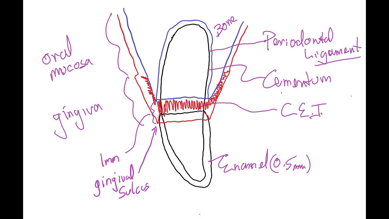 Periodontal Disease in Dogs & Cats; Part 1. Normal anatomy & progression of disease