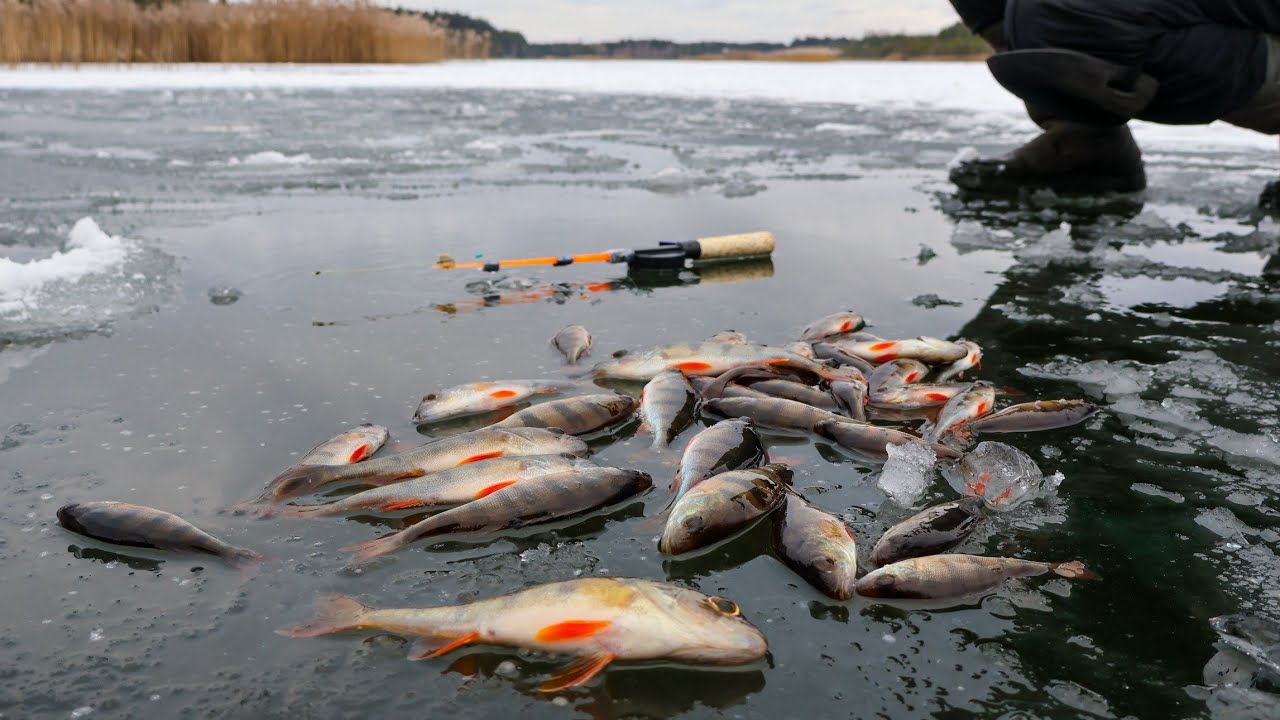 Блін як я скучив за Мормишкою.Били лунки під Очеретом і клювало в кожній