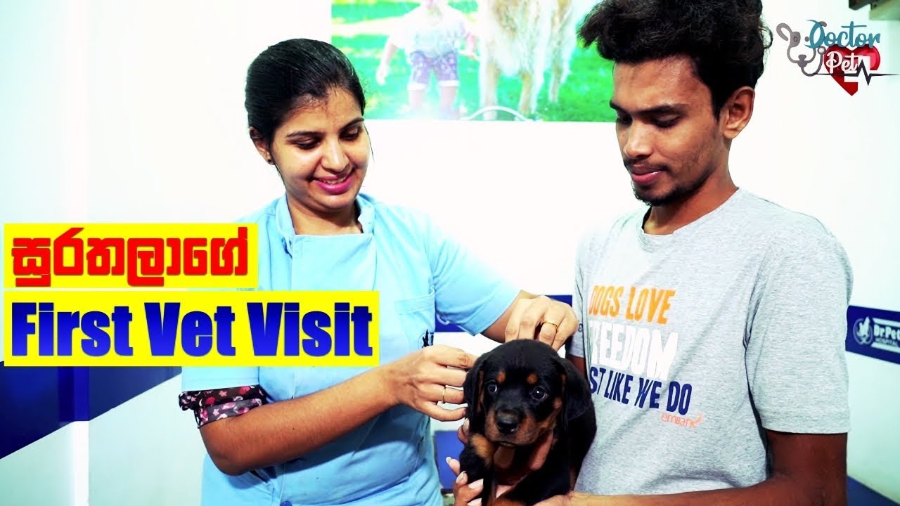 සුරතලාගේ First Vet Visit | Doctor Pet