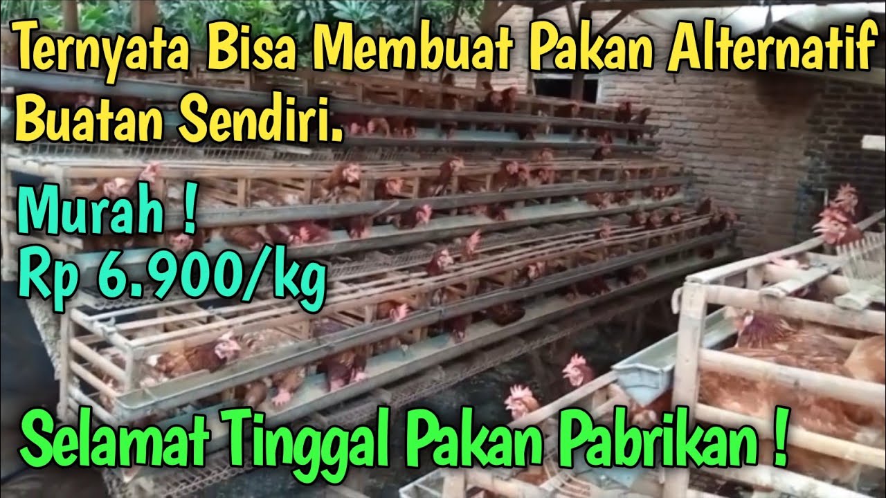 Ternak Ayam Petelur Dengan Pakan Alternatif Buatan Sendiri ‼️ Selamat Tinggal Pakan Pabrikan
