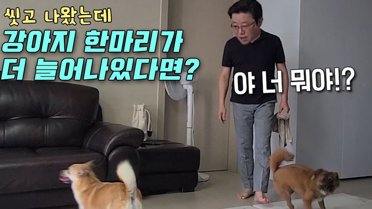 아빠 몰래 강아지 한마리 더 데려왔더니 아빠반응ㅋㅋ(임시보호 시작)